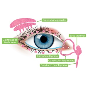 Fotografía de ojo con partes señaladas