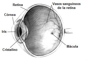 Imagen en blanco y negro de ojo, con sus partes más fundamentales.